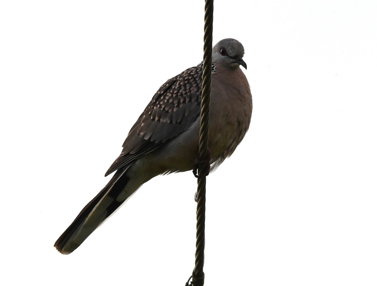 Spotted Dove - ML545355691