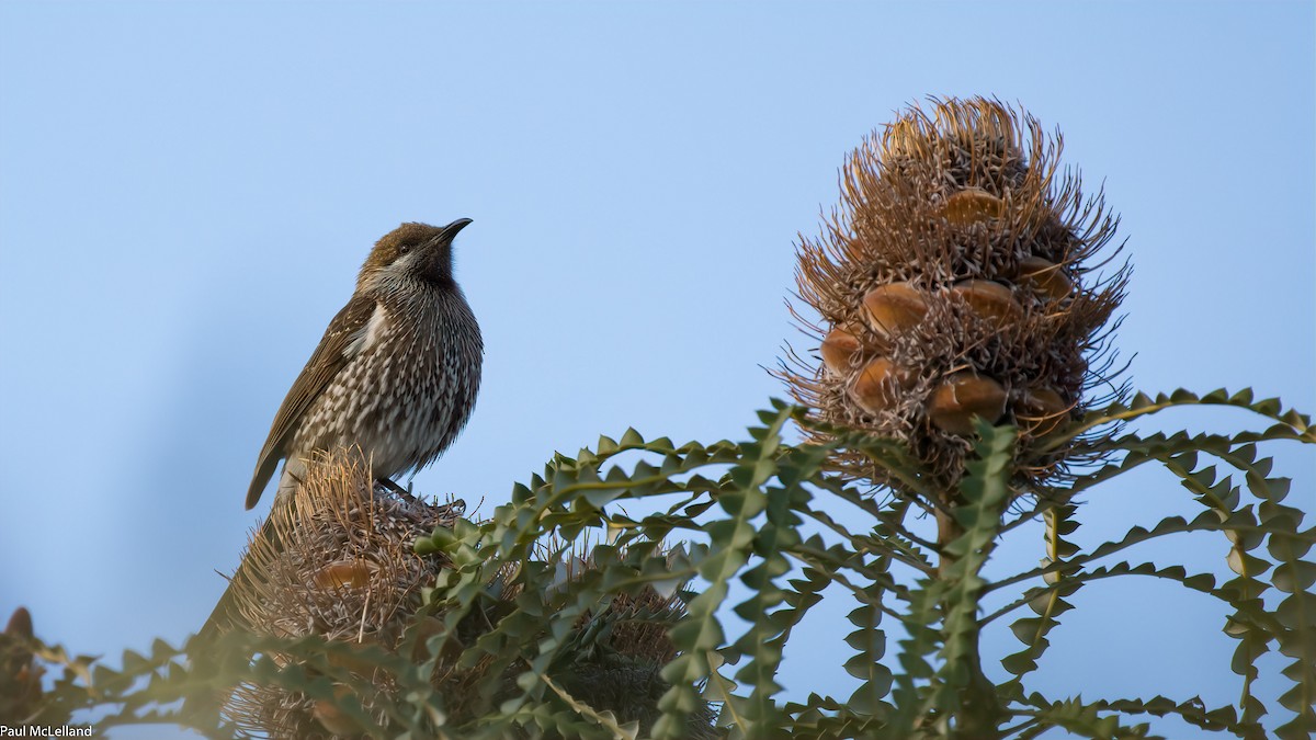 Western Wattlebird - ML545355841