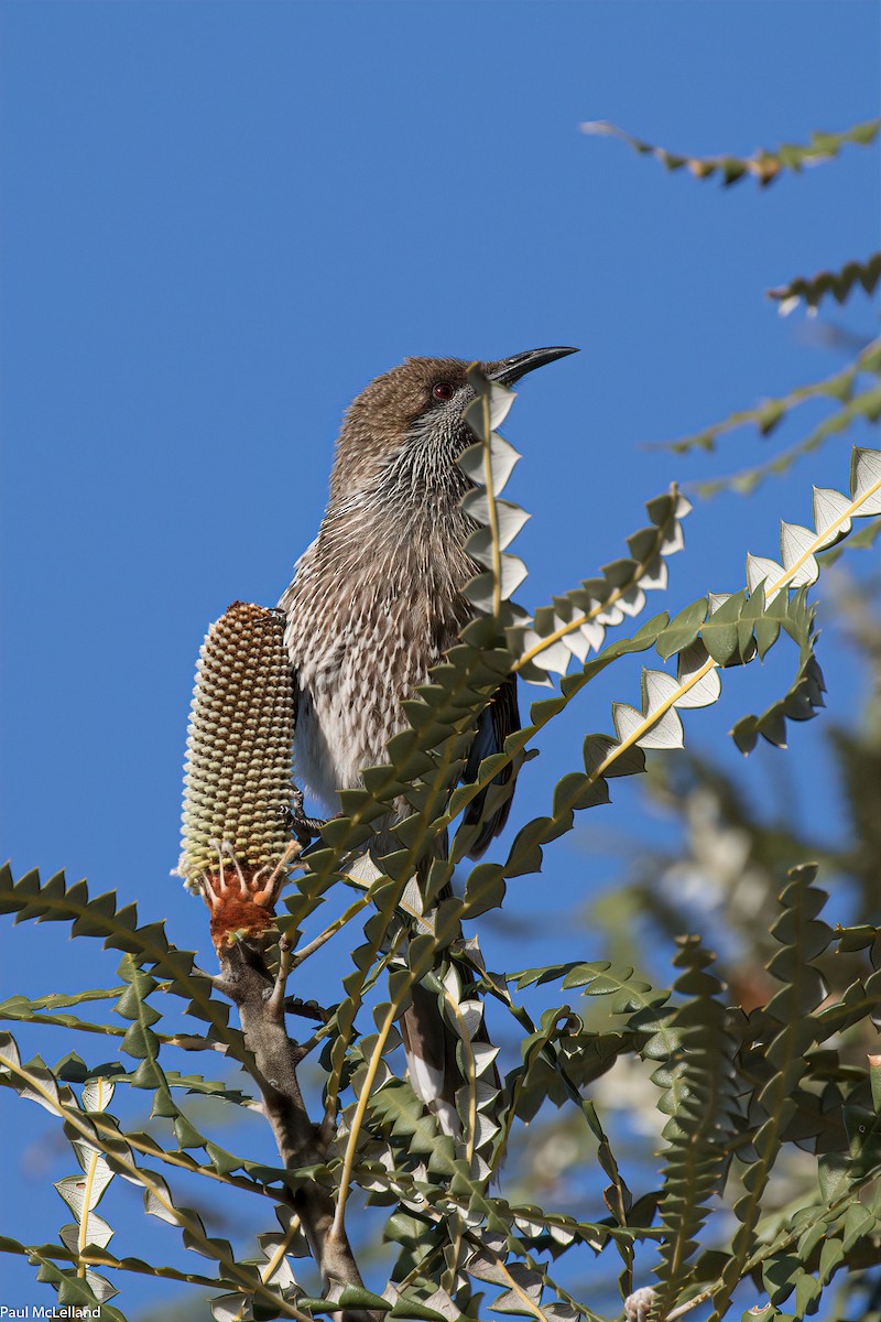 Western Wattlebird - ML545355851