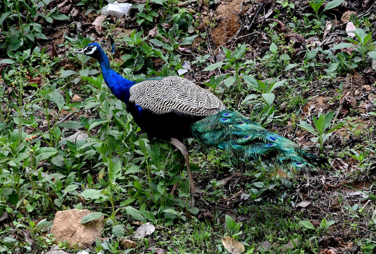 Indian Peafowl - ML545355871