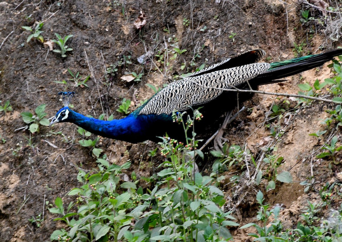 Indian Peafowl - ML545356121