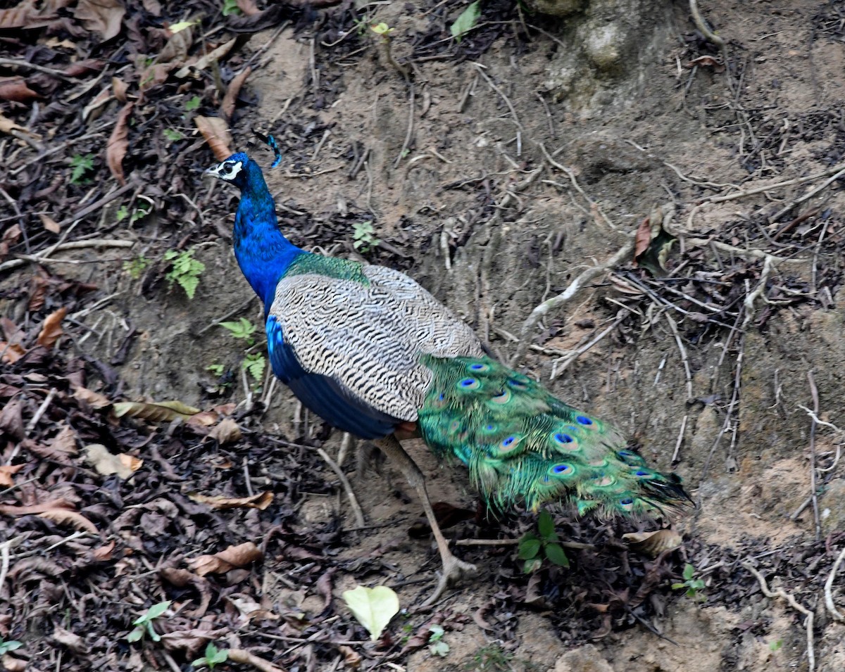 Indian Peafowl - ML545356191