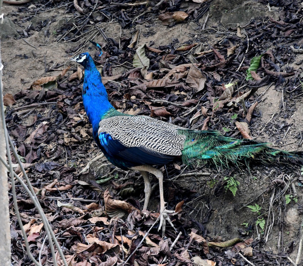 Indian Peafowl - ML545356301