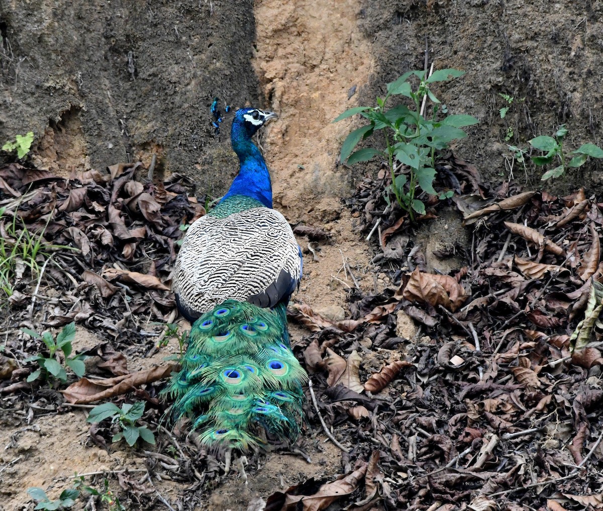 Indian Peafowl - ML545356541