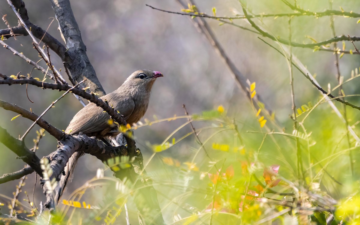 Sirkeer Malkoha - ML545356851