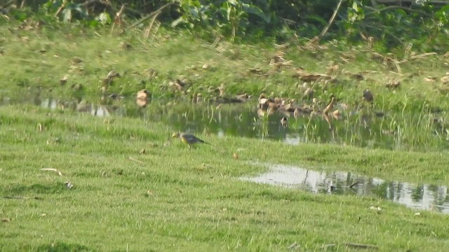 Citrine Wagtail - ML545356971