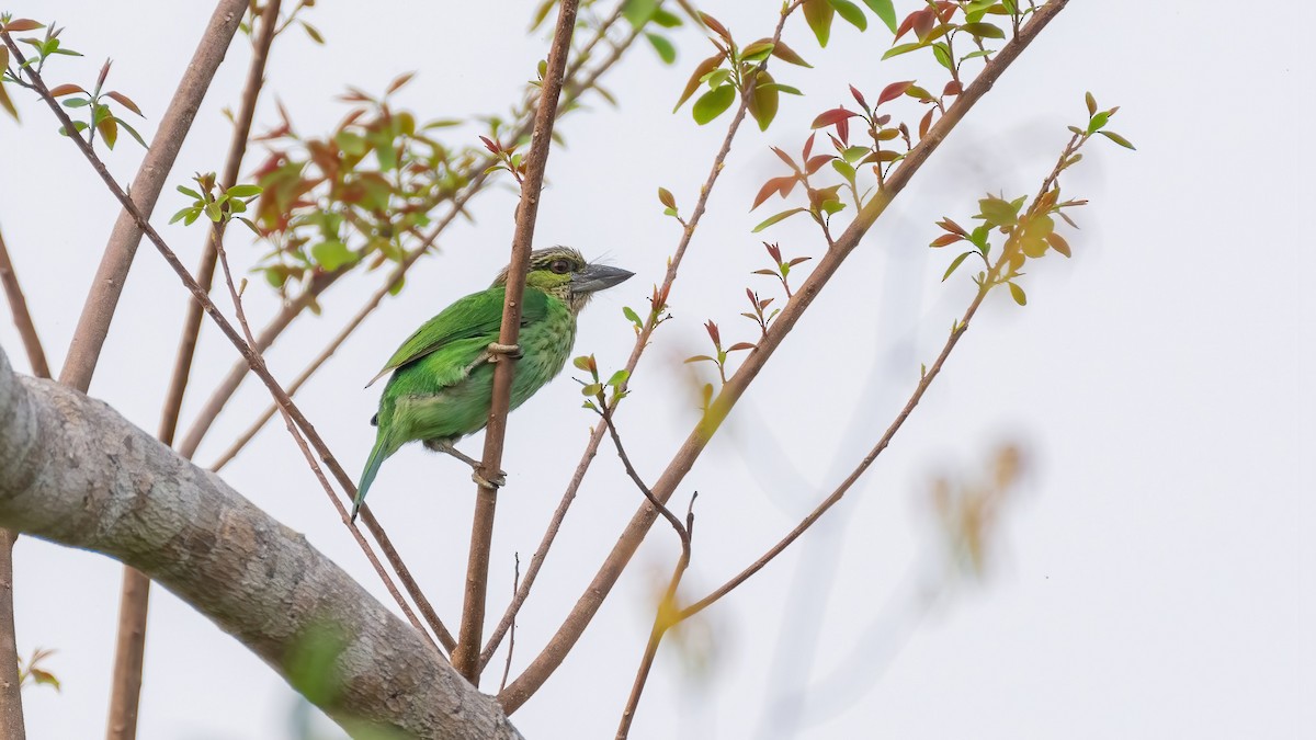 Yeşil Kulaklı Barbet - ML545357531