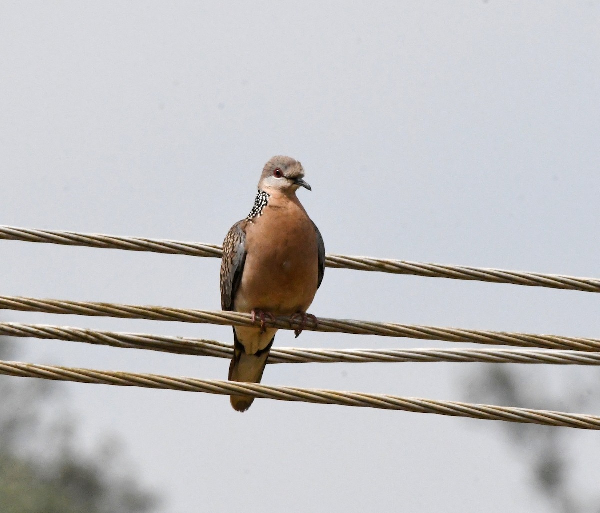 Spotted Dove - ML545358171