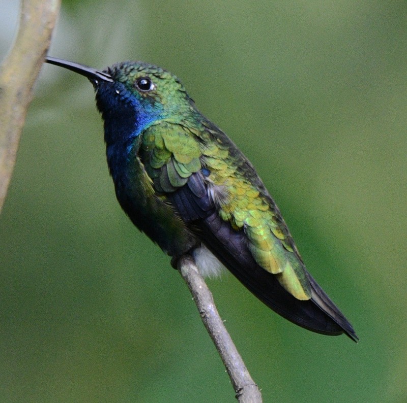 kolibřík tropický - ML545358341
