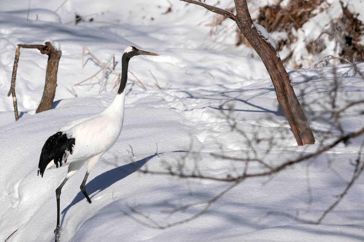 Red-crowned Crane - ML545358581
