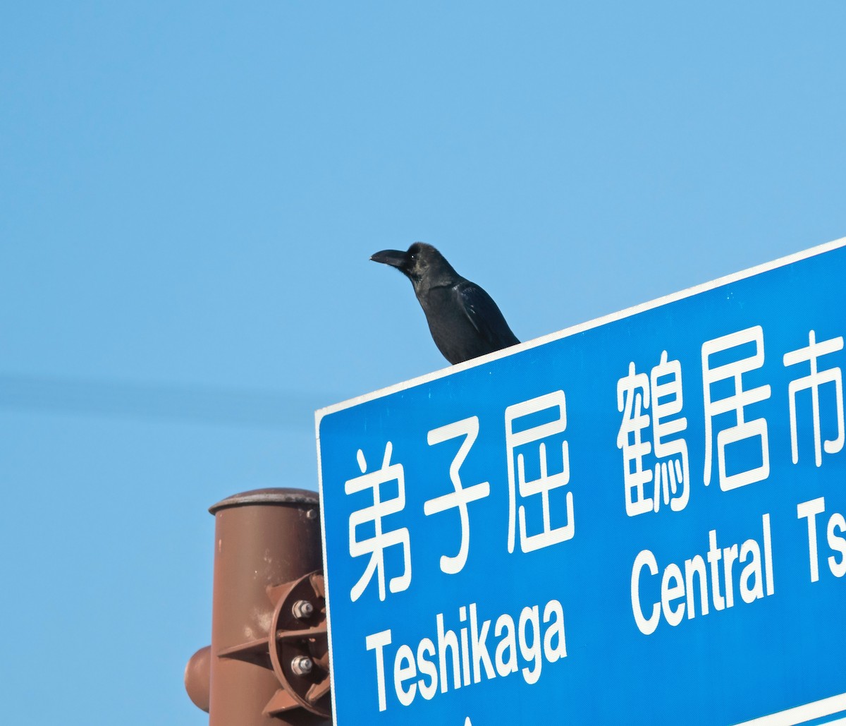 Large-billed Crow - Justin Peter