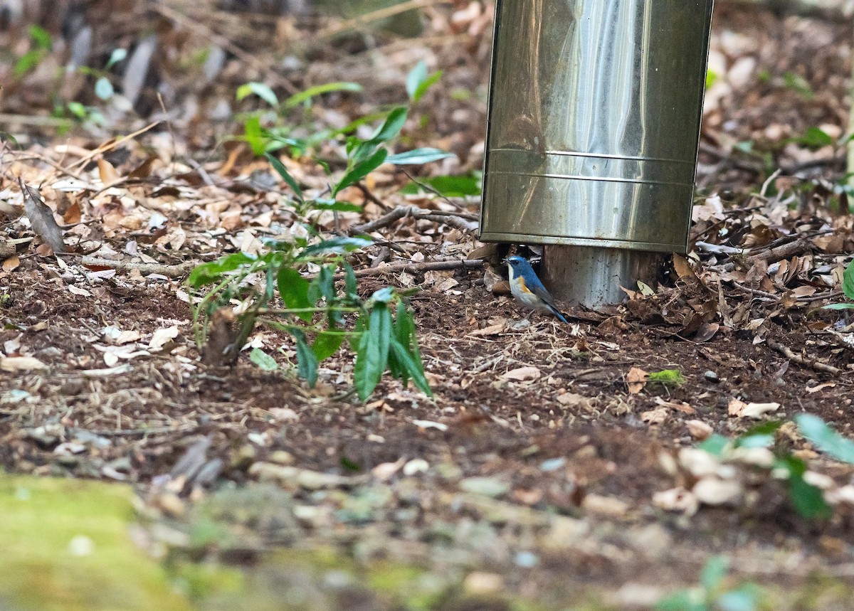 Red-flanked Bluetail - ML545358761