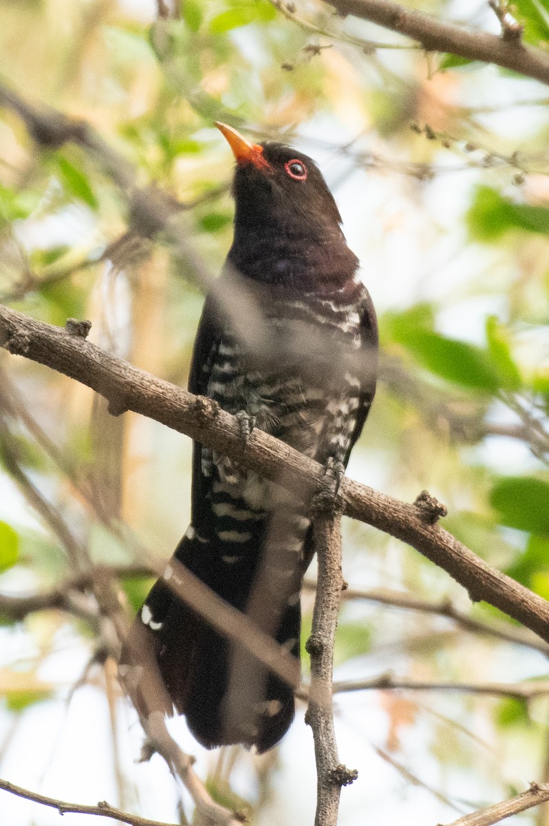 Violet Cuckoo - ML545358981