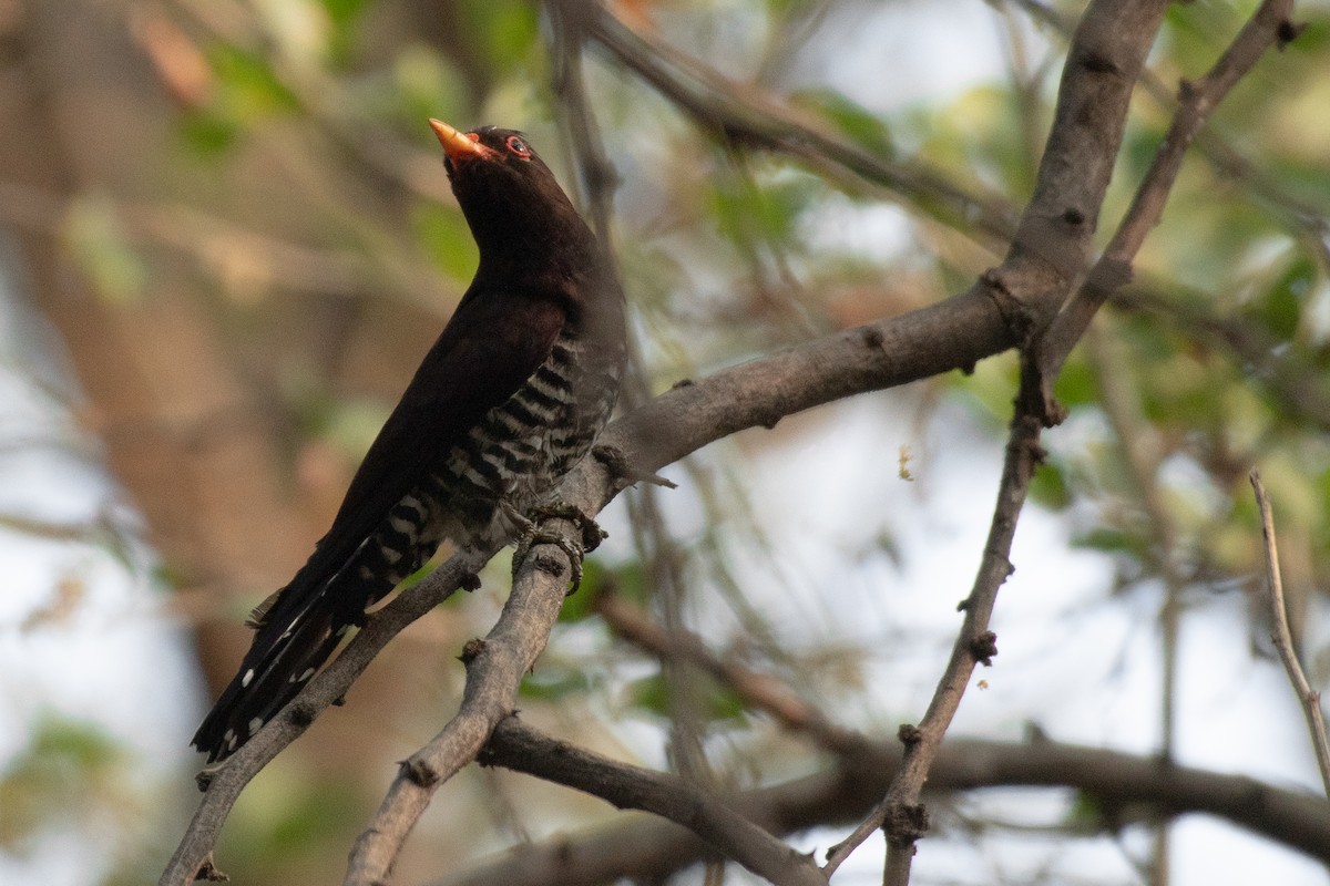 Violet Cuckoo - ML545358991