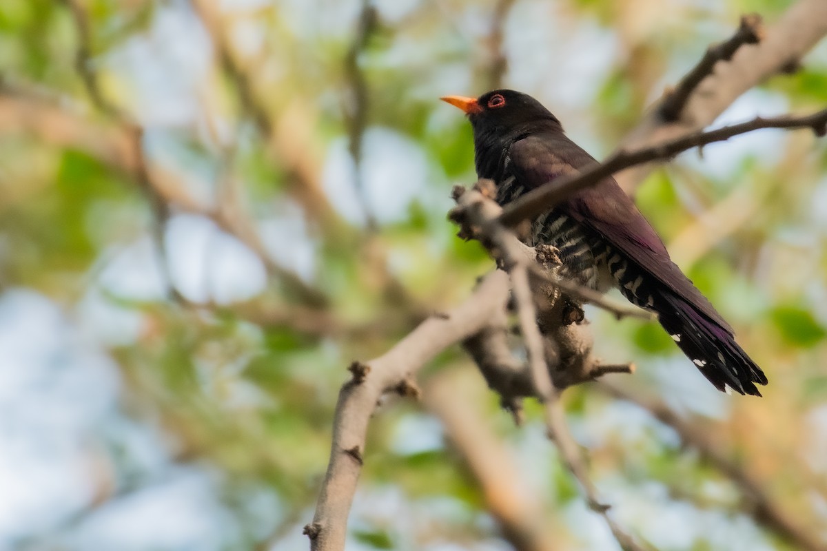 Violet Cuckoo - ML545359001