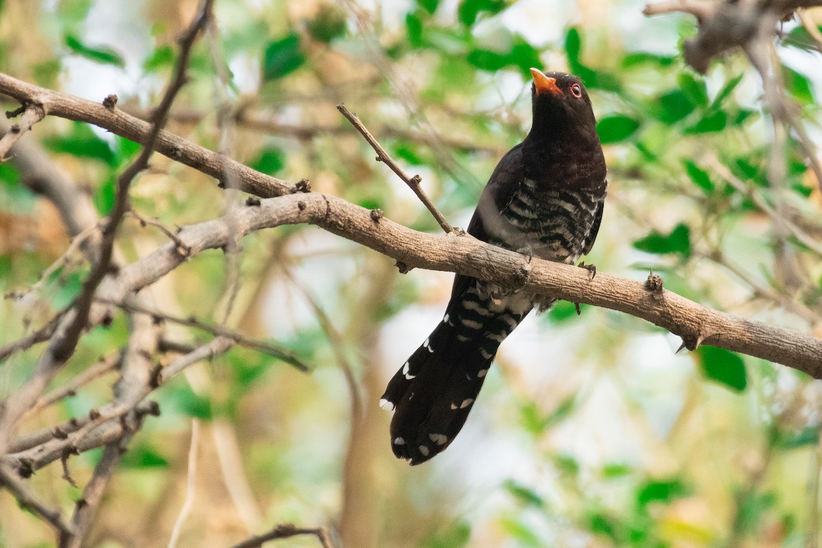 Violet Cuckoo - ML545359011