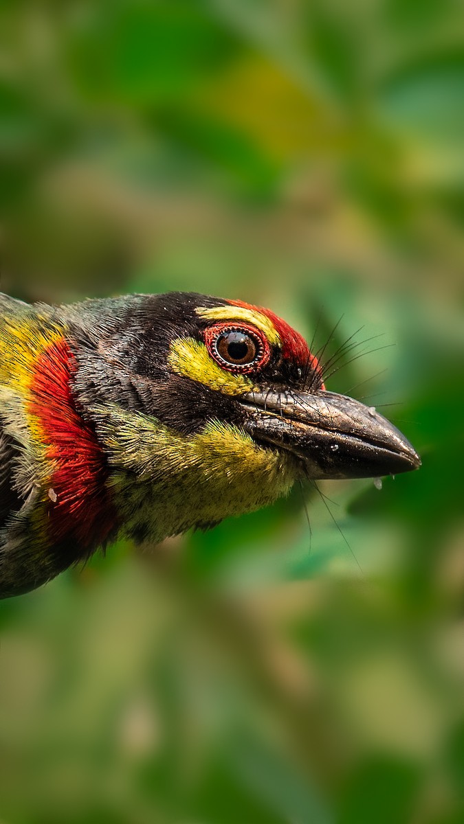 Coppersmith Barbet - ML545359021