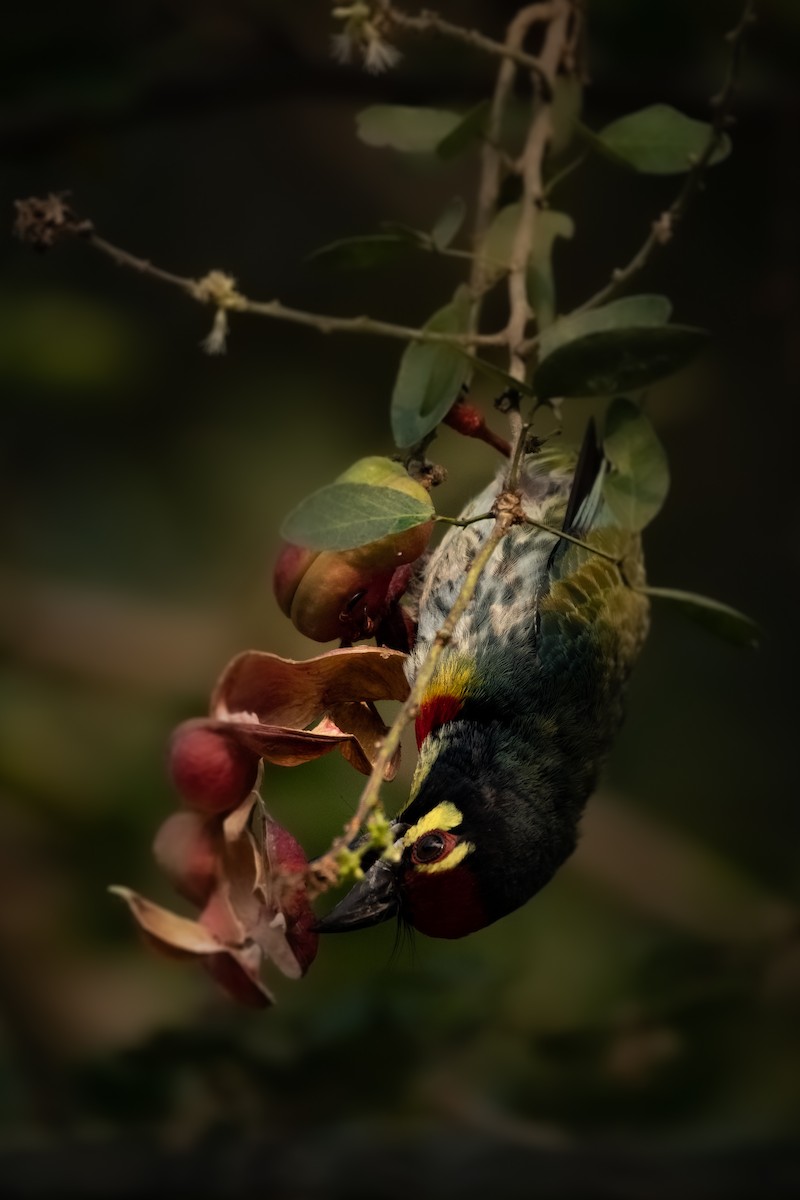 Coppersmith Barbet - ML545359031