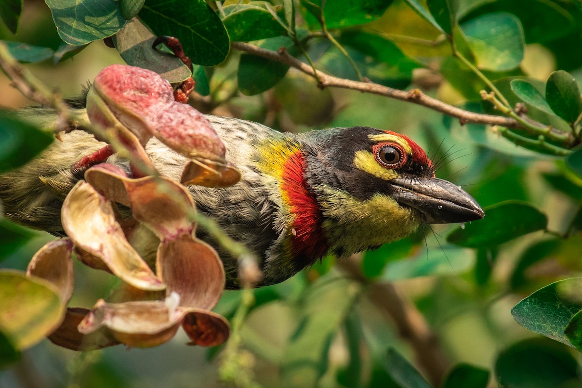 Coppersmith Barbet - ML545359051