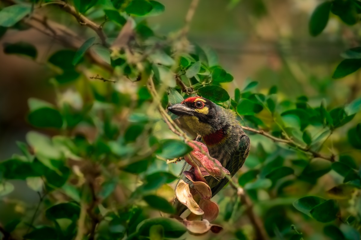 Coppersmith Barbet - ML545359061