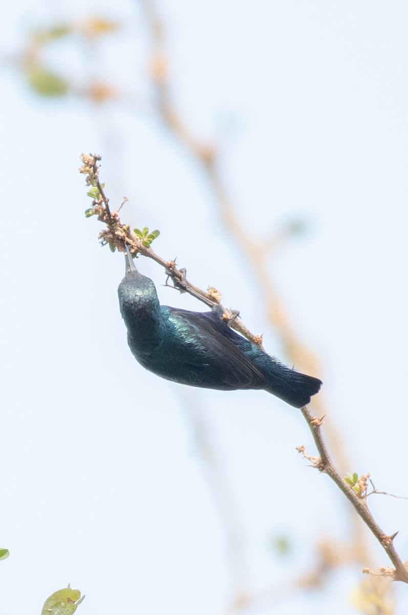 Purple Sunbird - ML545359131