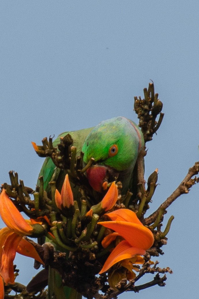 Rose-ringed Parakeet - ML545359161