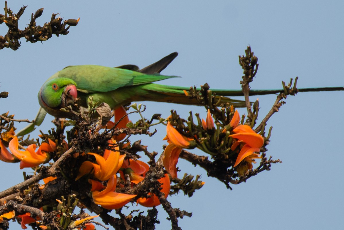 Rose-ringed Parakeet - ML545359171