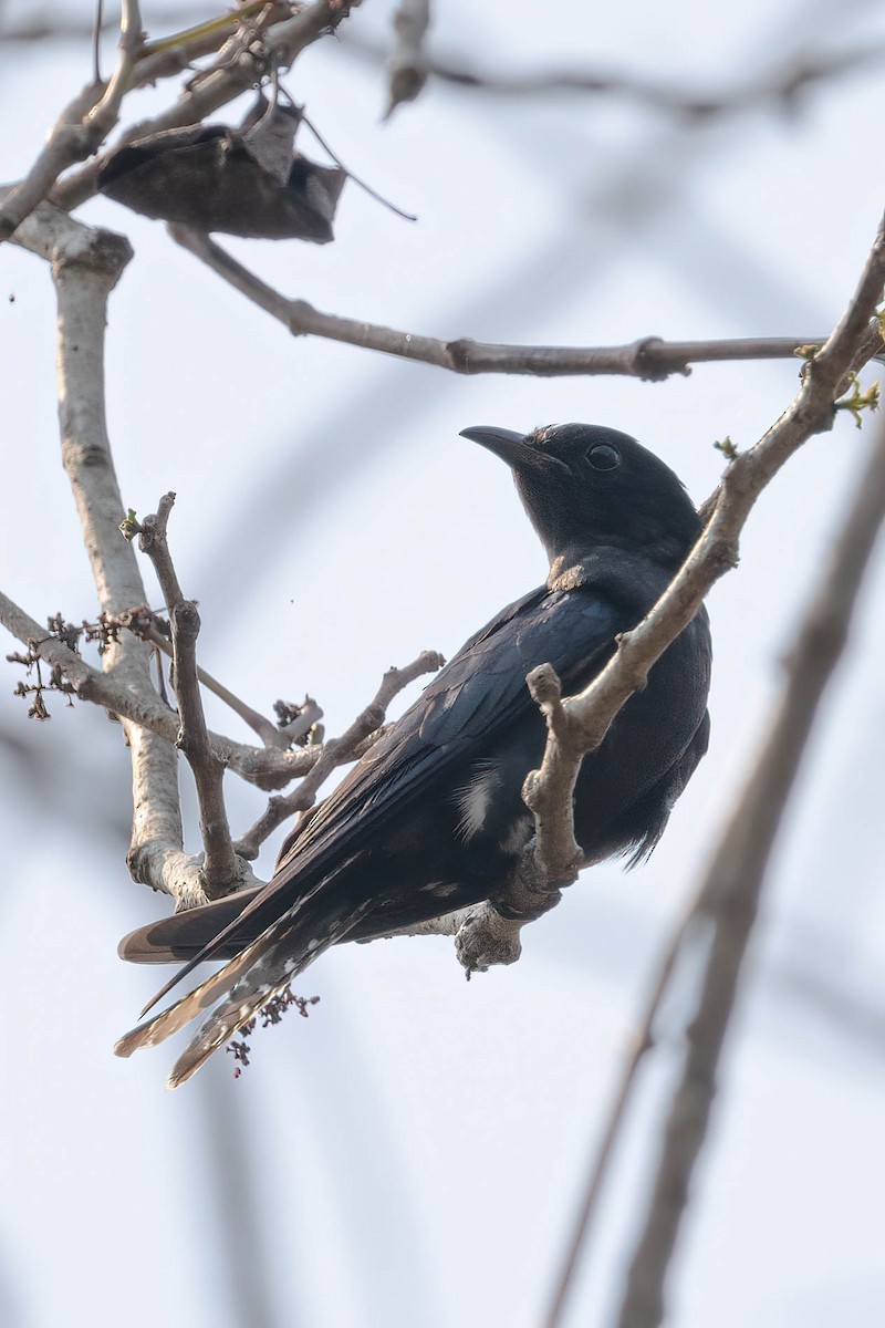 Fork-tailed Drongo-Cuckoo - Neeraja V