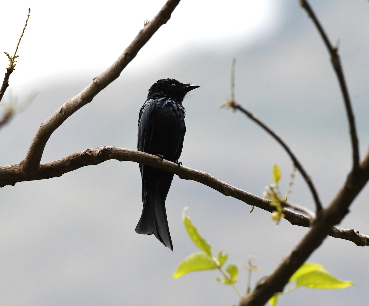 Menevişli Drongo - ML545359271