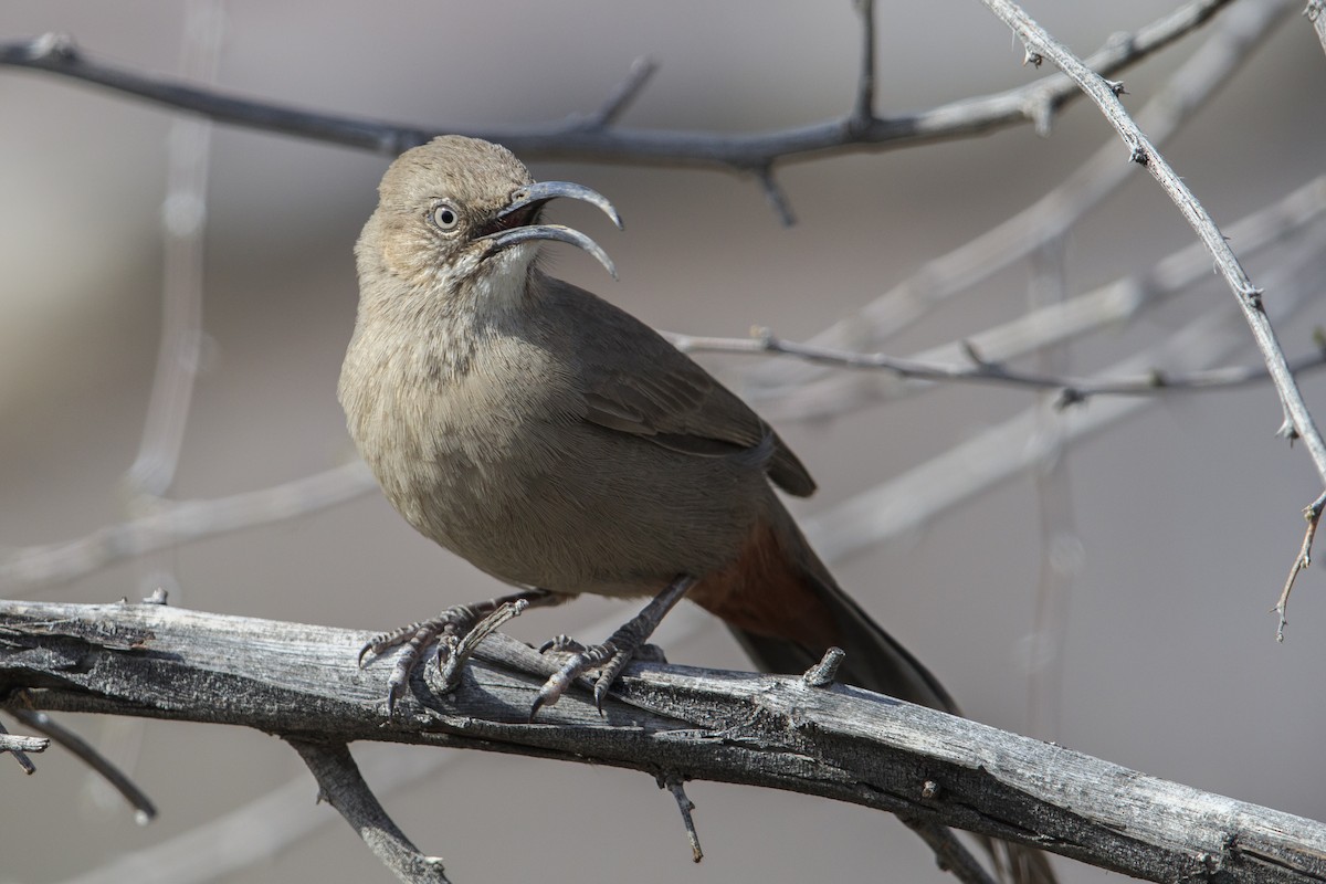 Crissal Thrasher - Michael Stubblefield