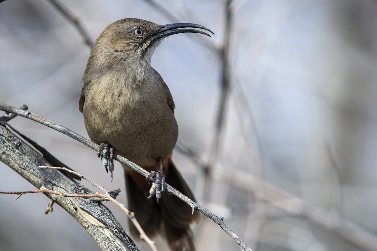 Crissal Thrasher - ML545360331