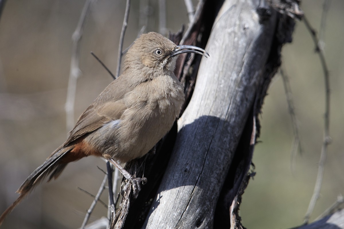 Crissal Thrasher - ML545360361