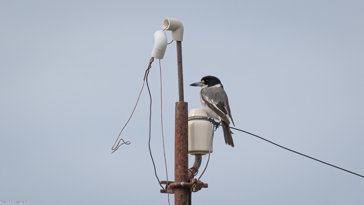 Gray Butcherbird - ML545361181