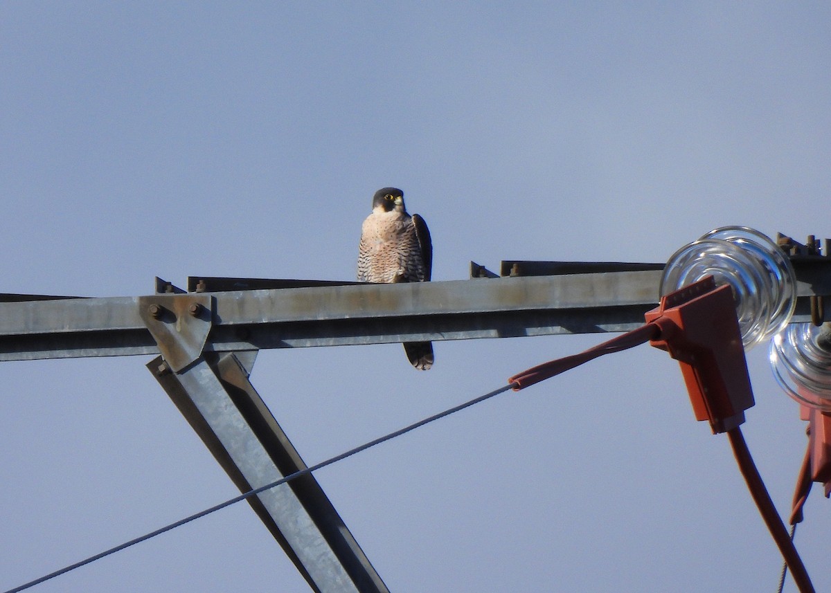 Peregrine Falcon - ML545361761