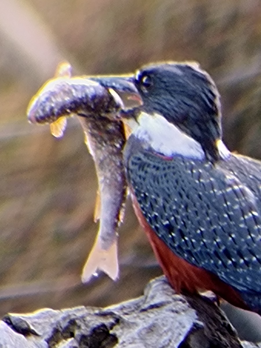 Ringed Kingfisher - ML545362461