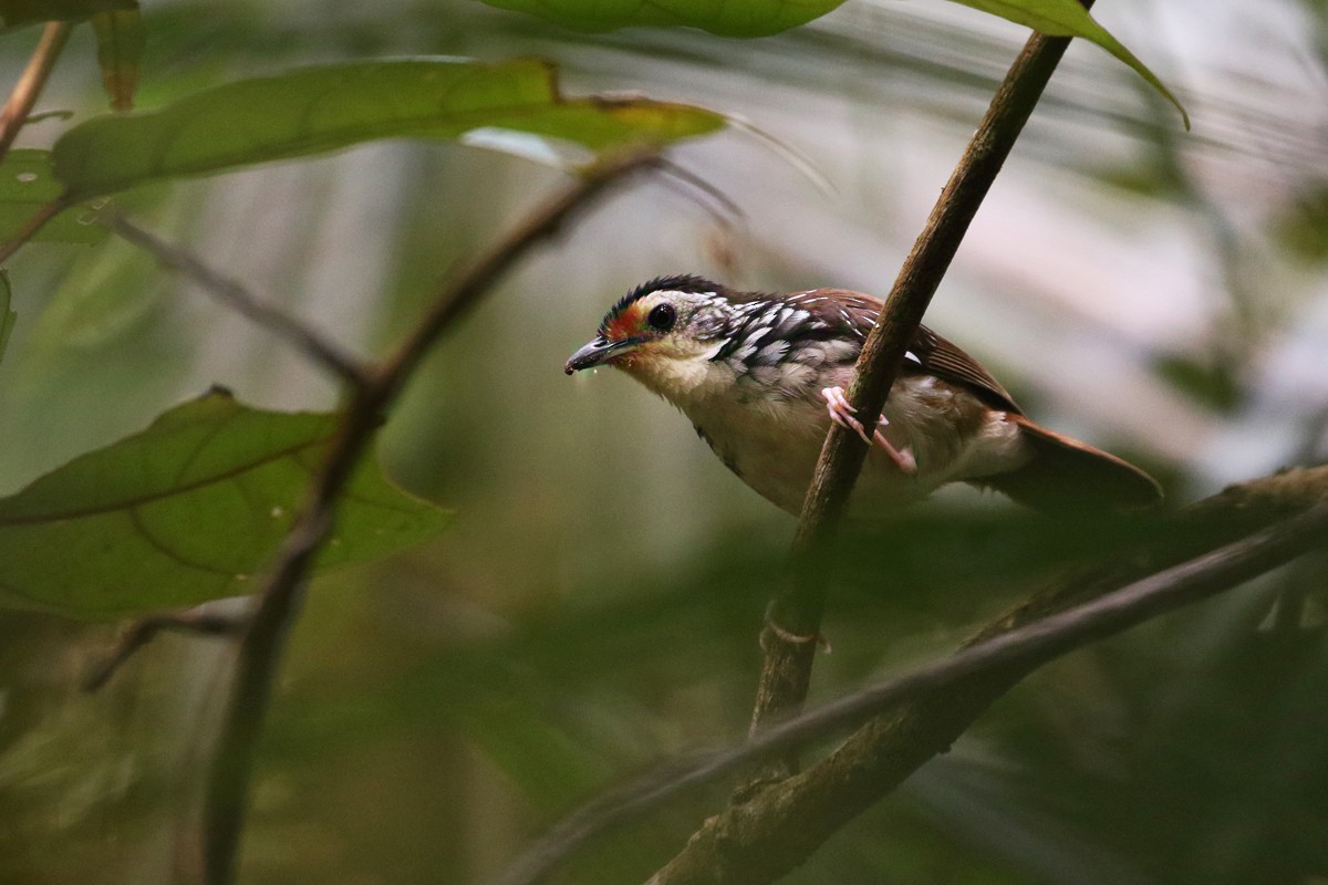 Striped Wren-Babbler - ML54536251