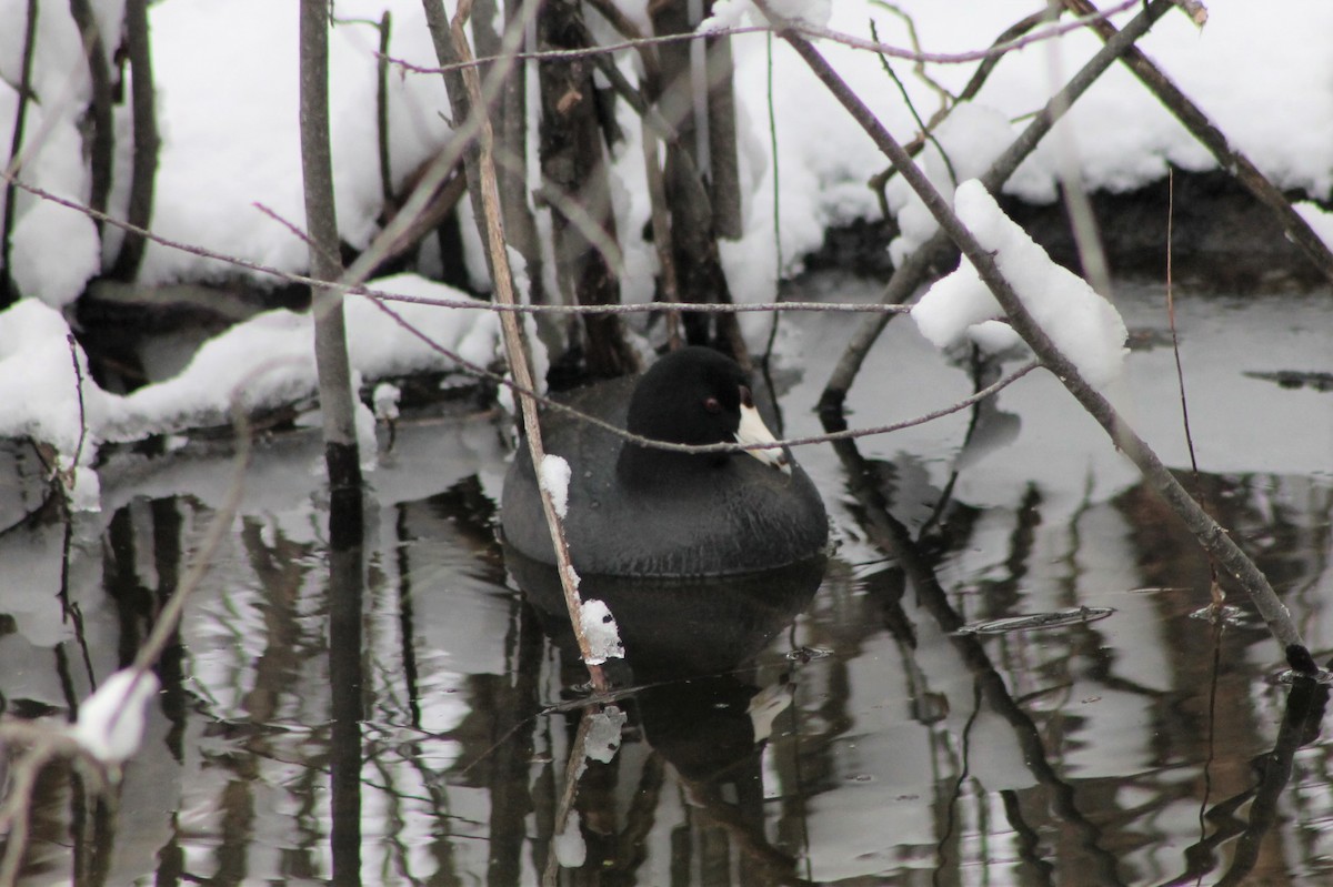 American Coot - ML545365811