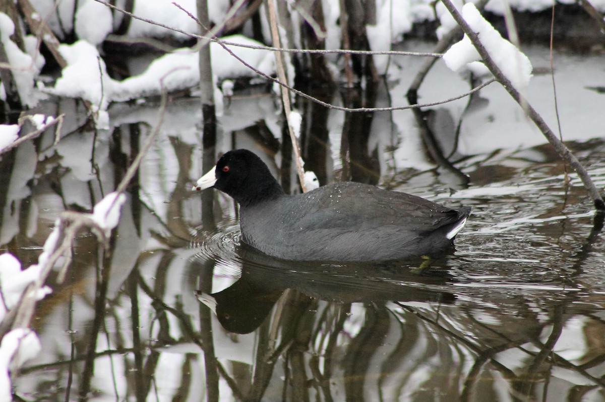 American Coot - Andrew Staufer