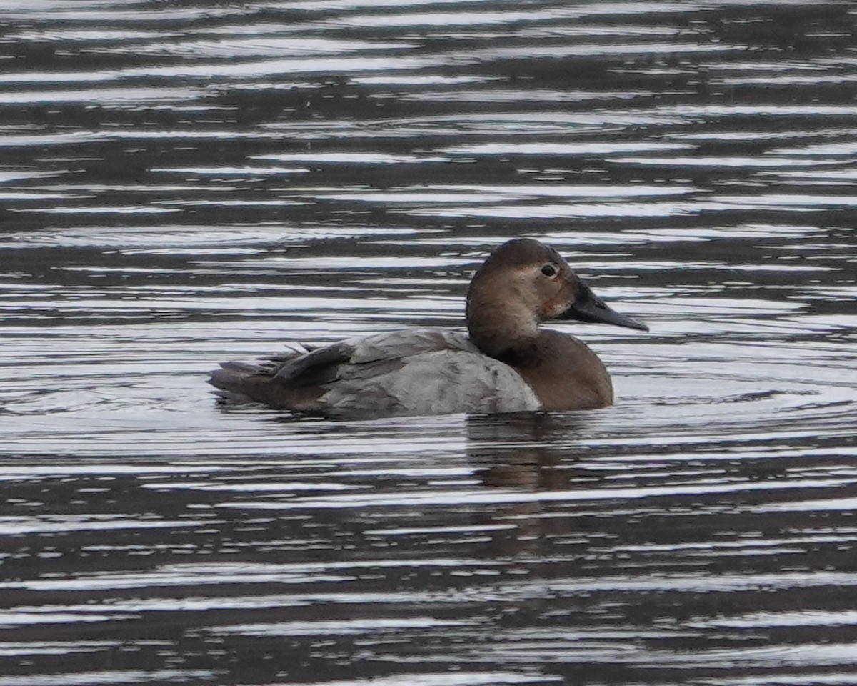 Canvasback - Paul  McPartland