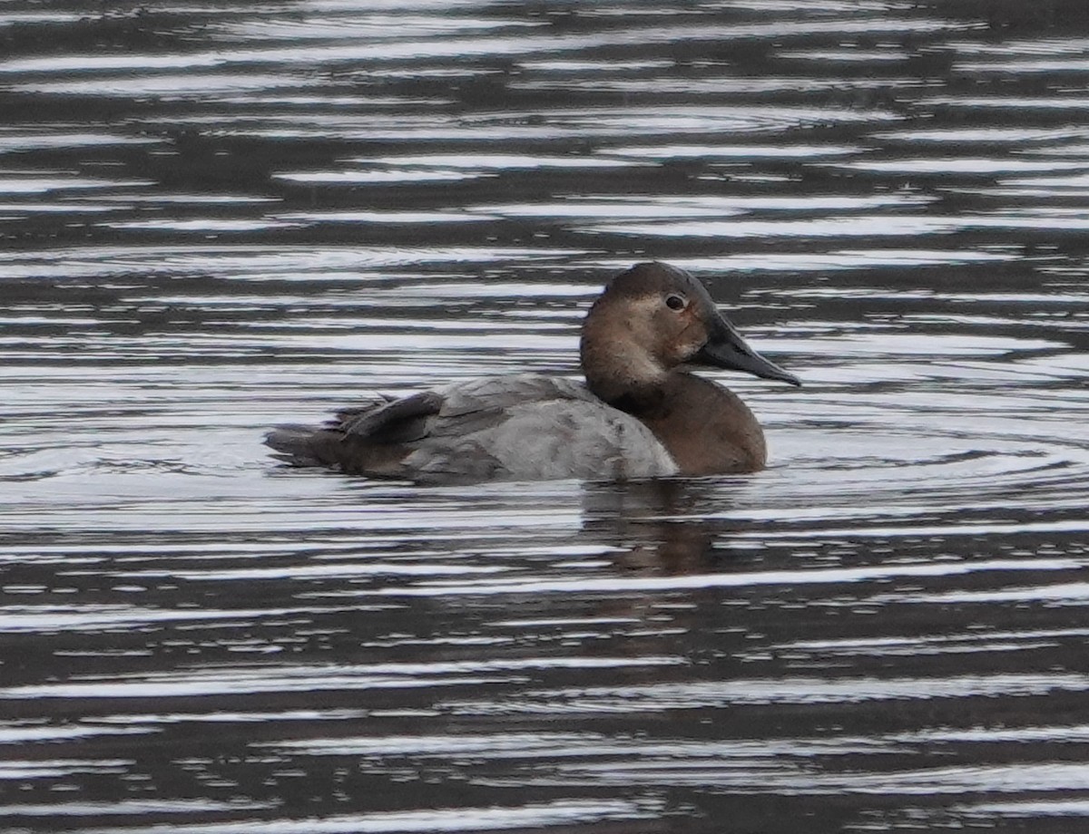 Canvasback - ML545365961