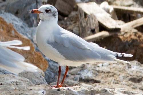 Mediterranean Gull - ML545366971