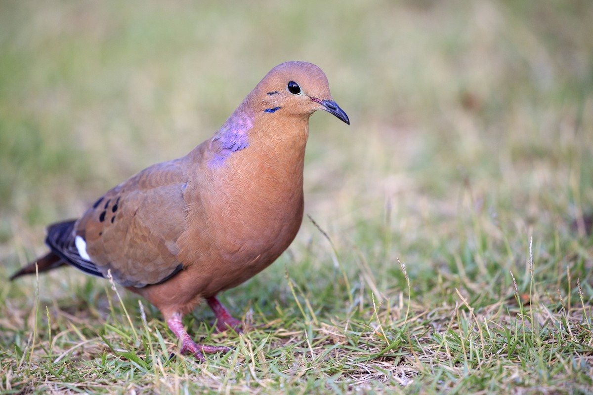 Zenaida Dove - ML545367381