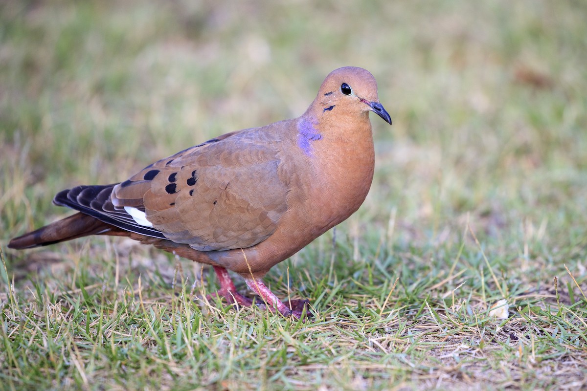 Zenaida Dove - ML545367391