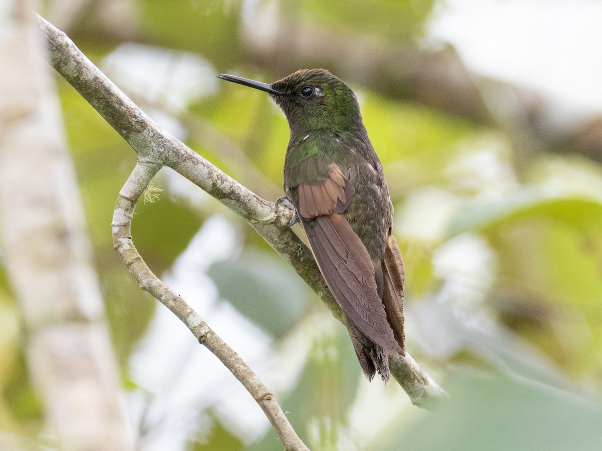 Buff-tailed Coronet - ML545368381