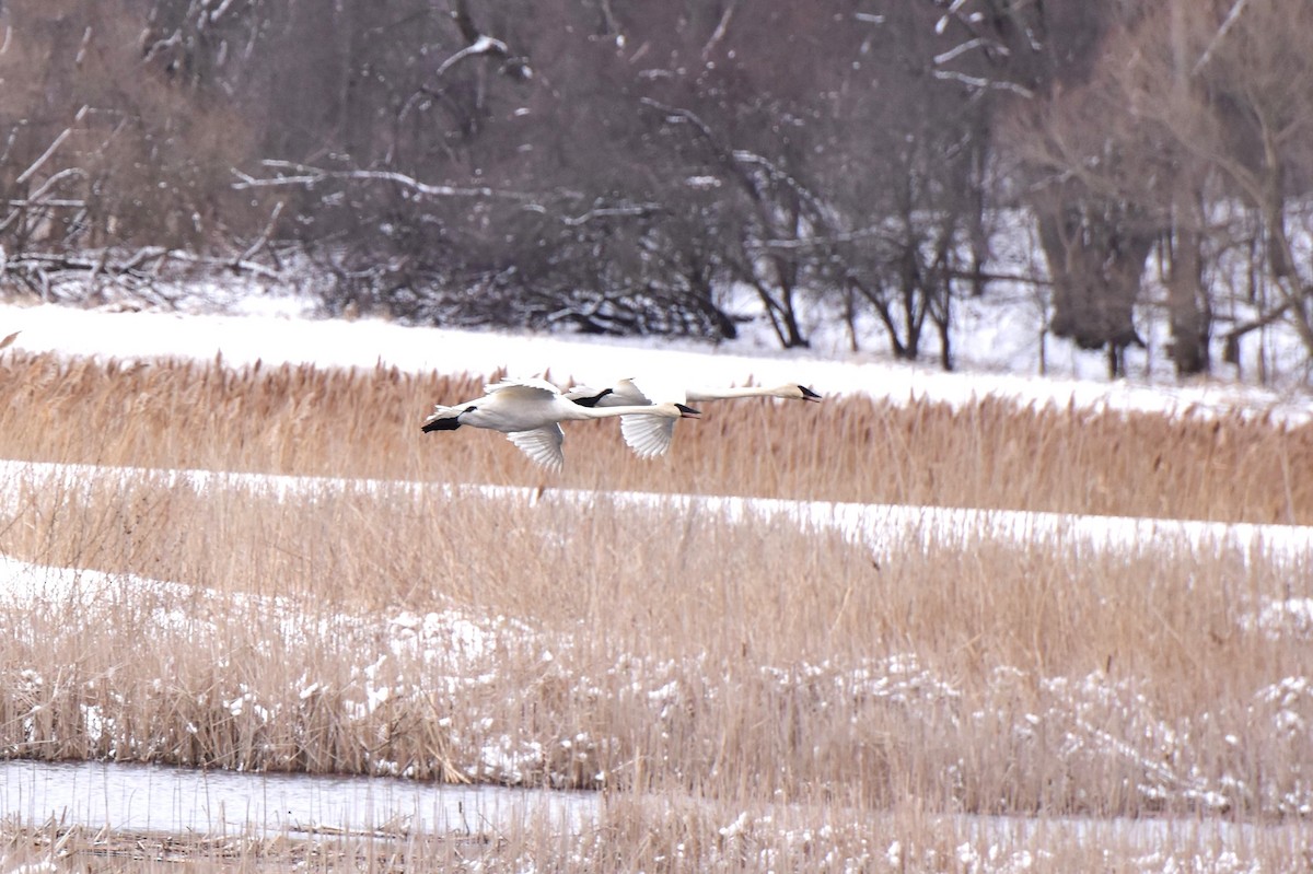 Trumpeter Swan - ML545369421