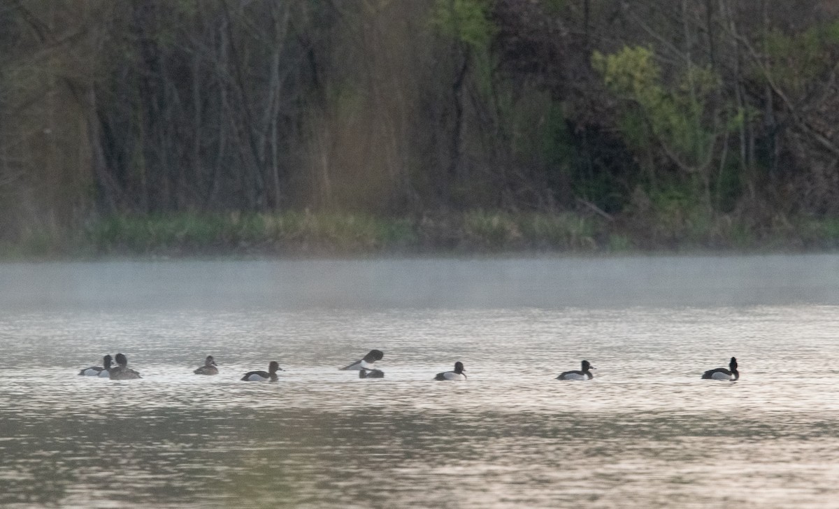 Ring-necked Duck - ML545369531