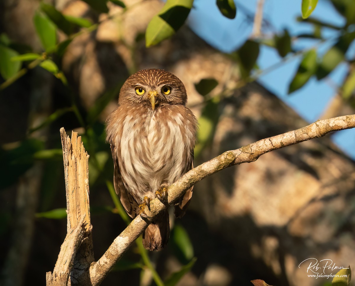 Ferruginous Pygmy-Owl - Rob Palmer