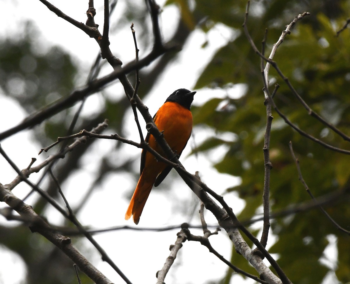 Orange Minivet - ML545369751