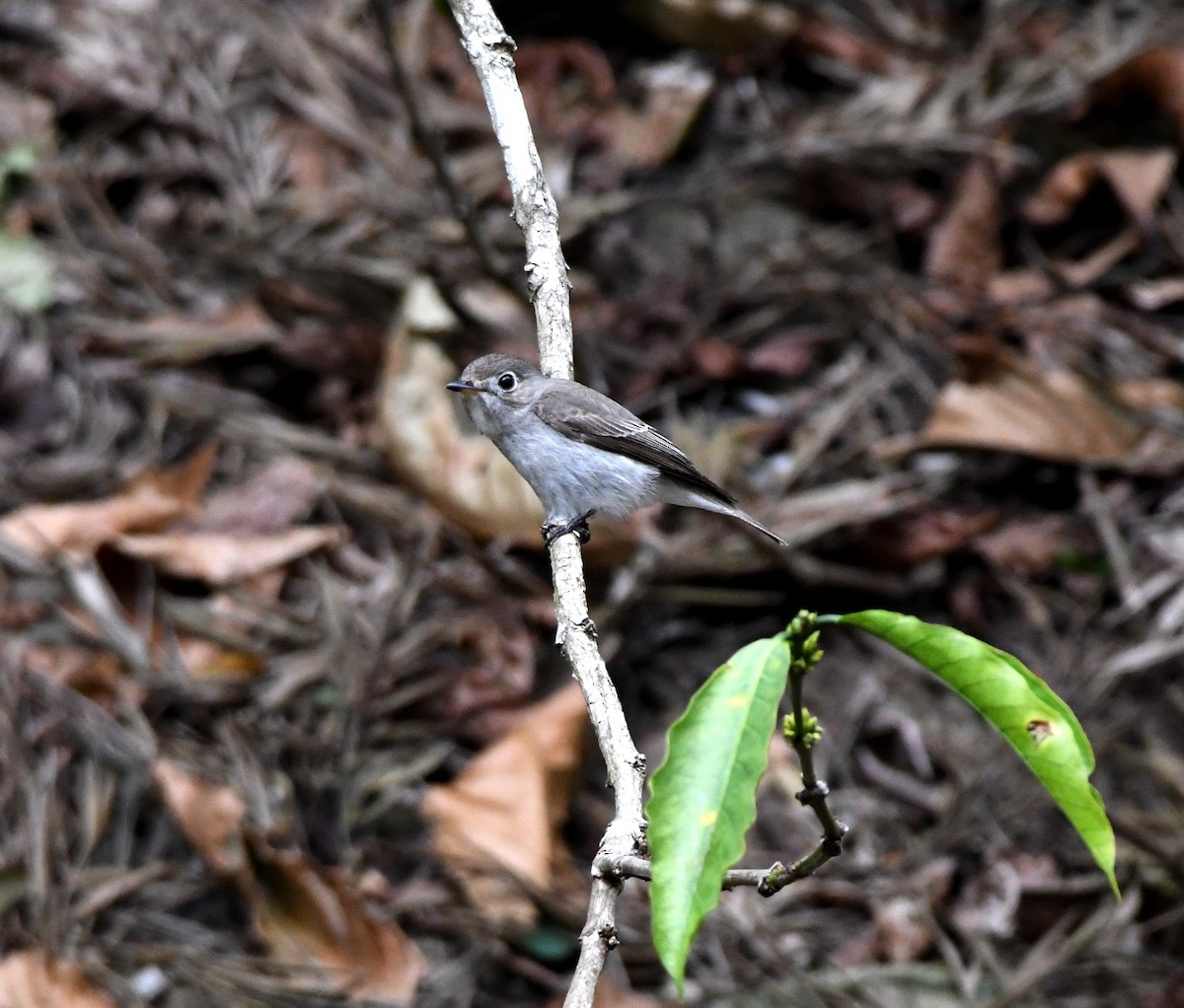 Asian Brown Flycatcher - ML545370321