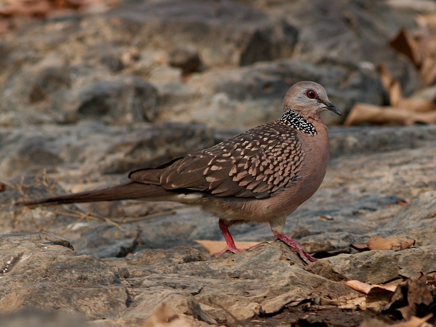 Spotted Dove - ML545370471